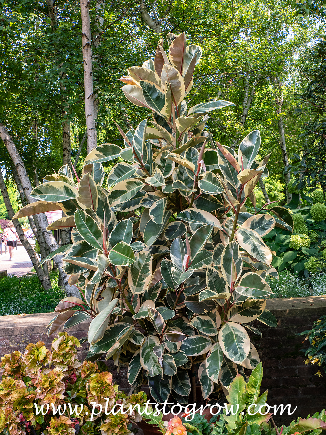 Tineke Rubber Tree (Ficus elastica) 
This plant was growing outdoors during the warm times of the year (zone 5b-6a)